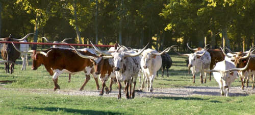 longhorn cattle business plan